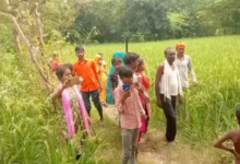 sitapur mahmudabad paddy crop