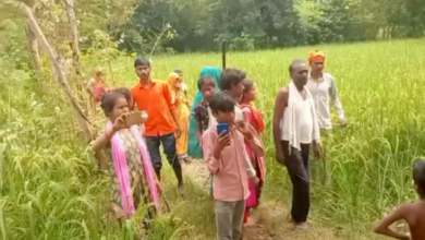 sitapur mahmudabad paddy crop