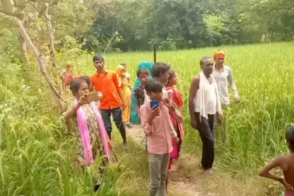 sitapur mahmudabad paddy crop
