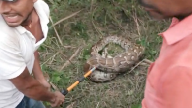 sitapur python video python