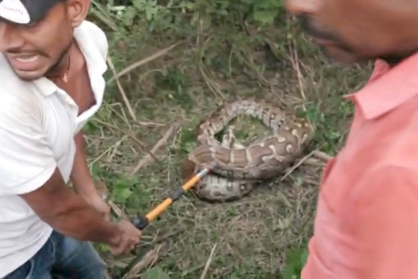 sitapur python video python