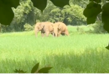wild elephant pair creates