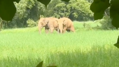 wild elephant pair creates