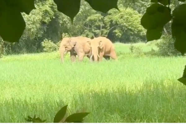 wild elephant pair creates