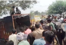 badaun buffaloes loaded pickup