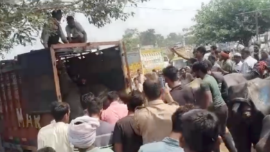 badaun buffaloes loaded pickup