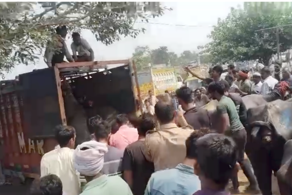 badaun buffaloes loaded pickup