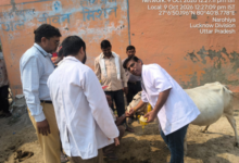 hardoi sandila pashu arogya