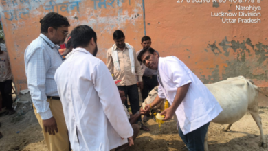 hardoi sandila pashu arogya