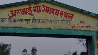 sitapur laxmanpur gaushala cow