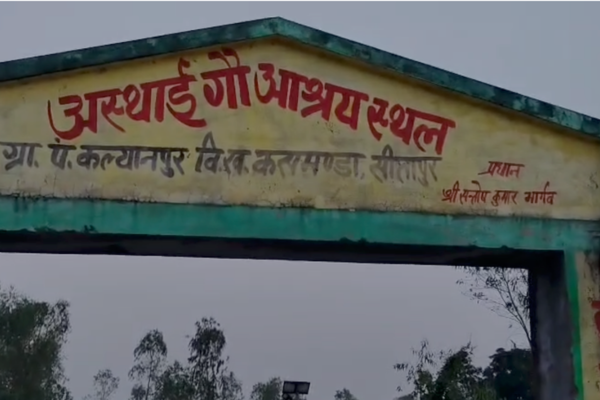 sitapur laxmanpur gaushala cow